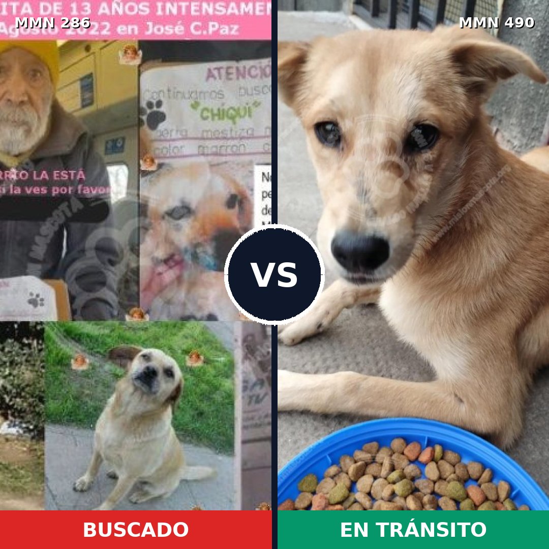 Comparativa MMS 5991: mascota perdida y mascota encontrada, 45% de similitud