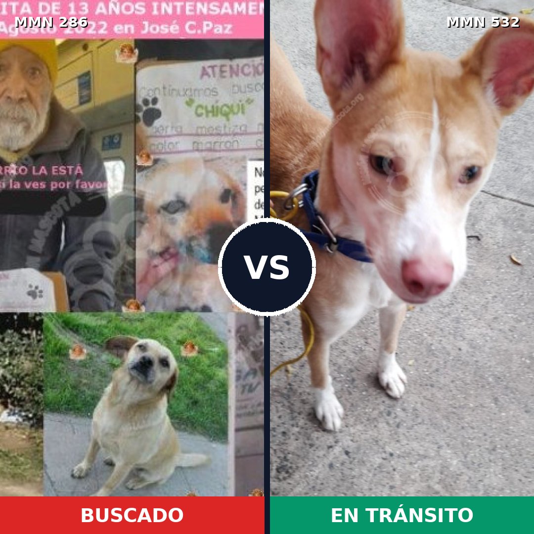Comparativa MMS 5992: mascota perdida y mascota encontrada, 69% de similitud