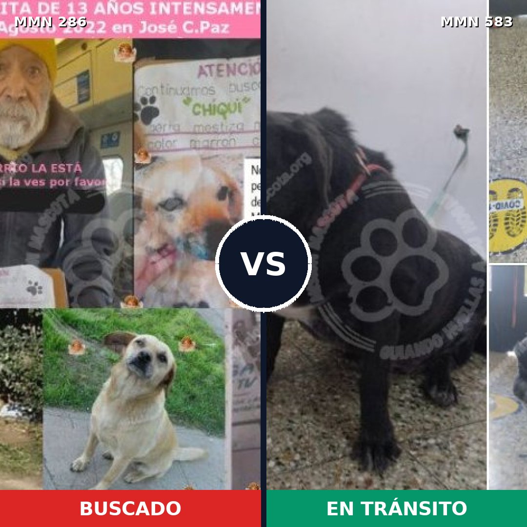 Comparativa MMS 5993: mascota perdida y mascota encontrada, 49% de similitud