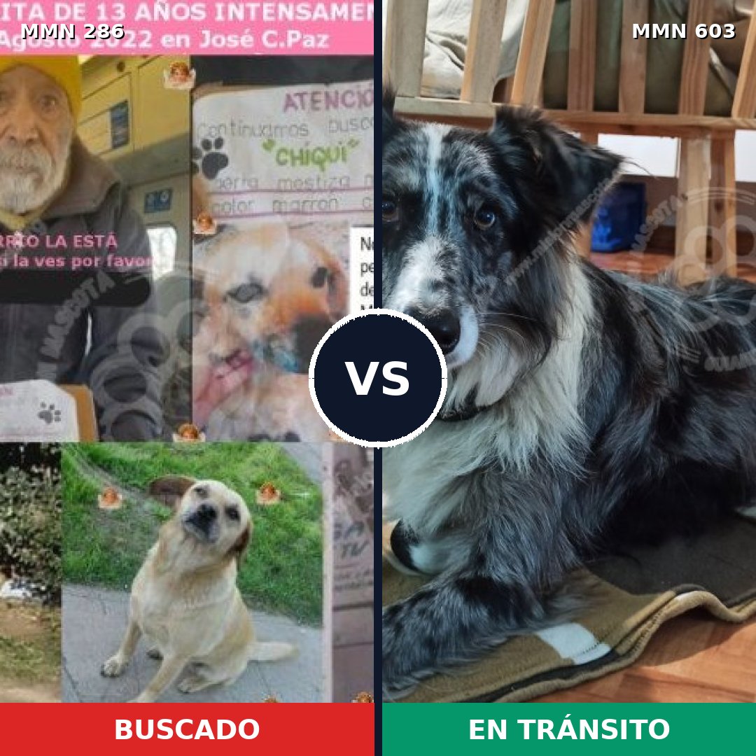 Comparativa MMS 5994: mascota perdida y mascota encontrada, 2% de similitud