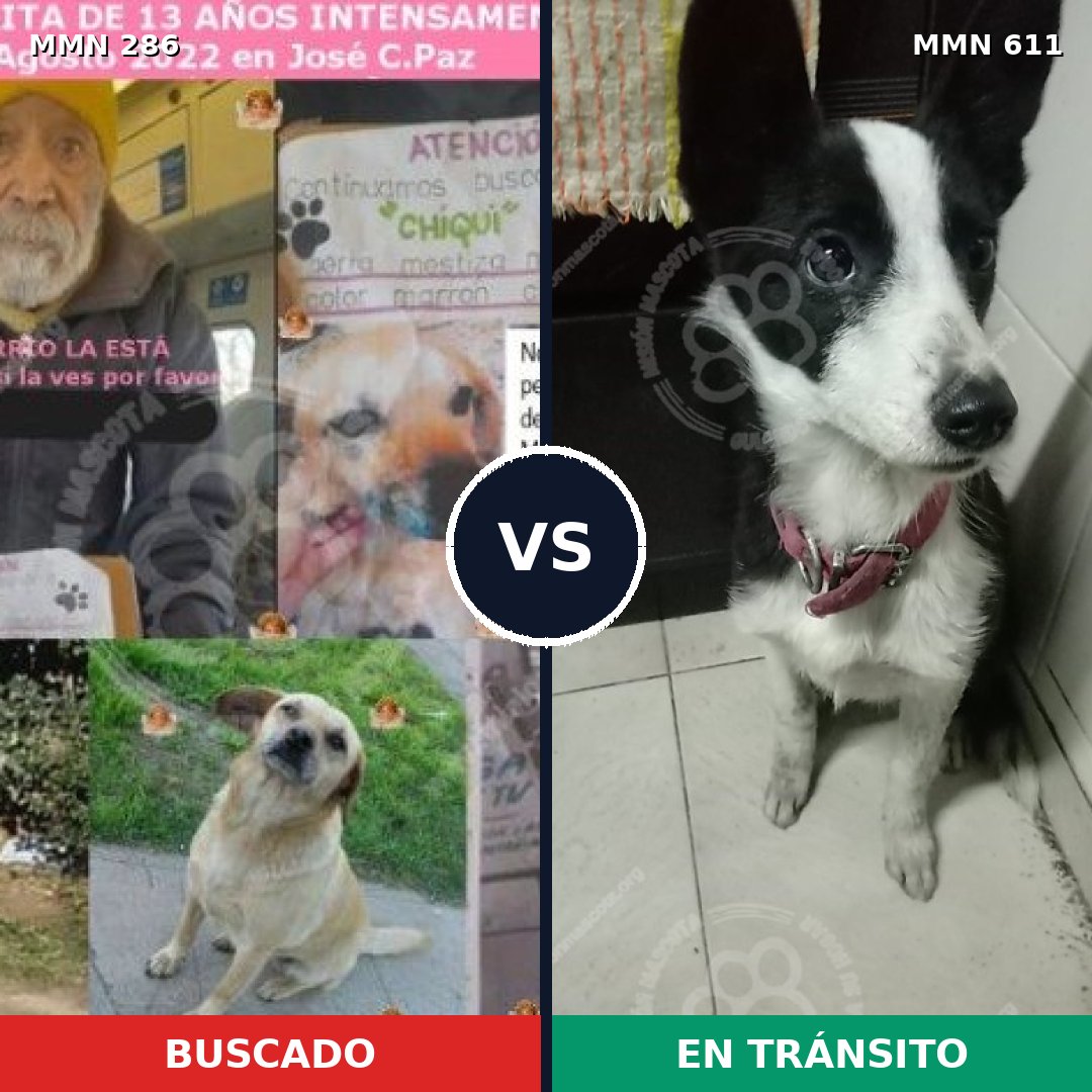 Comparativa MMS 5995: mascota perdida y mascota encontrada, 47% de similitud