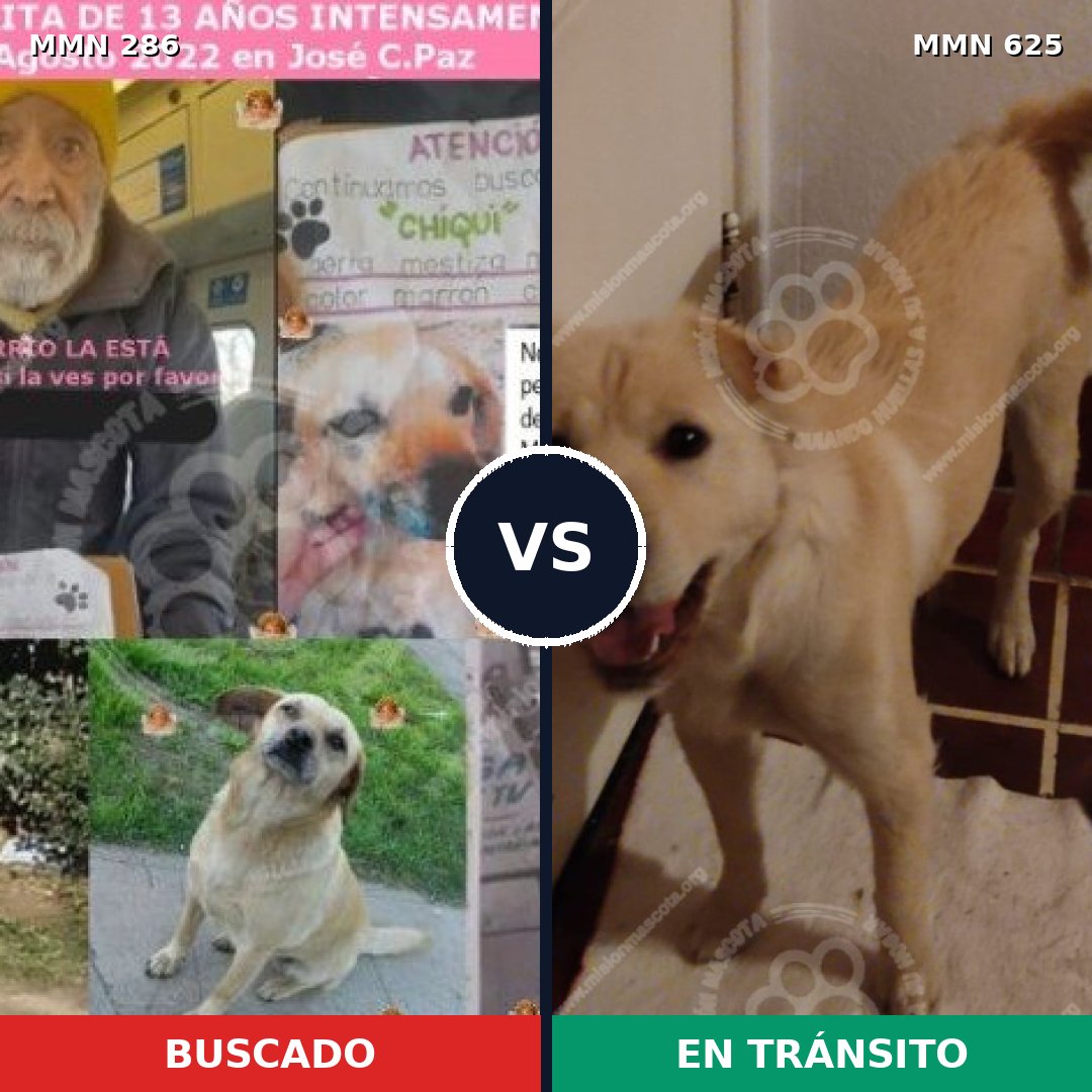 Comparativa MMS 5996: mascota perdida y mascota encontrada, 99% de similitud