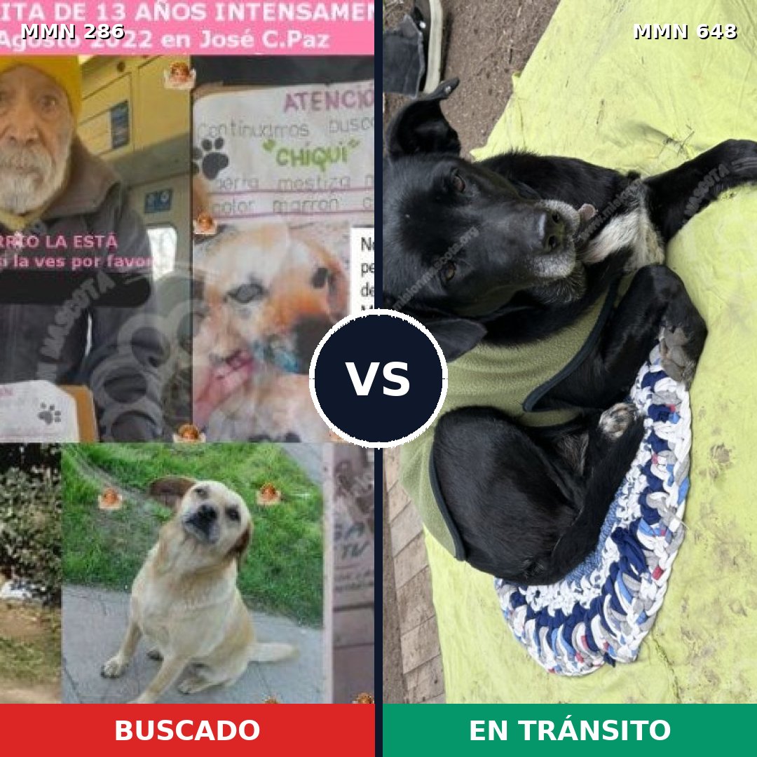 Comparativa MMS 5997: mascota perdida y mascota encontrada, 47% de similitud