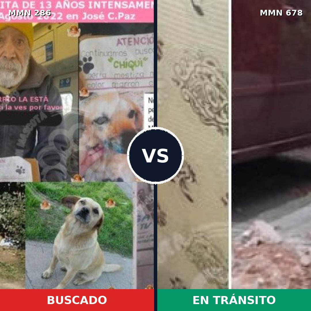 Comparativa MMS 5998: mascota perdida y mascota encontrada, 73% de similitud