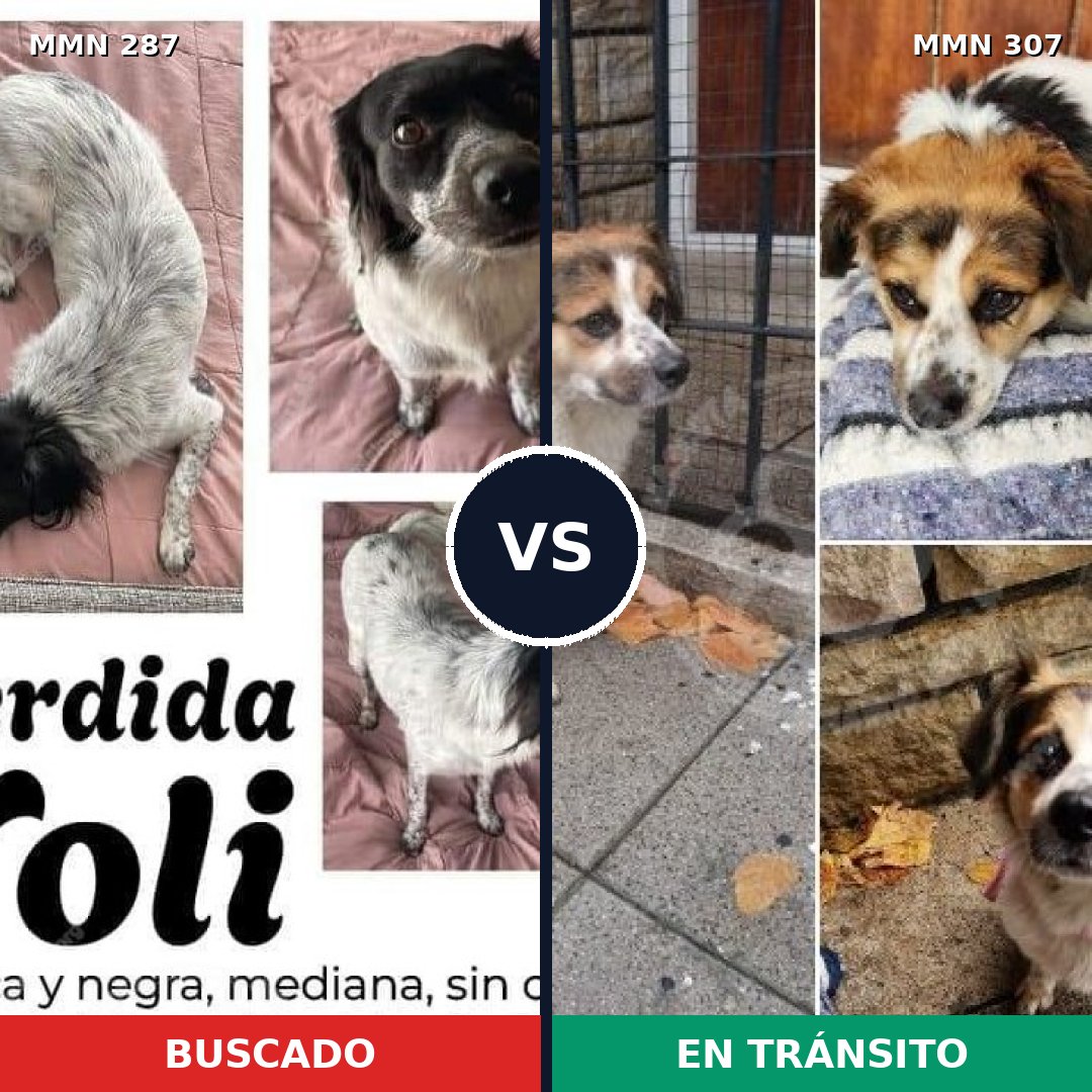 Comparativa MMS 5999: mascota perdida y mascota encontrada, 63% de similitud