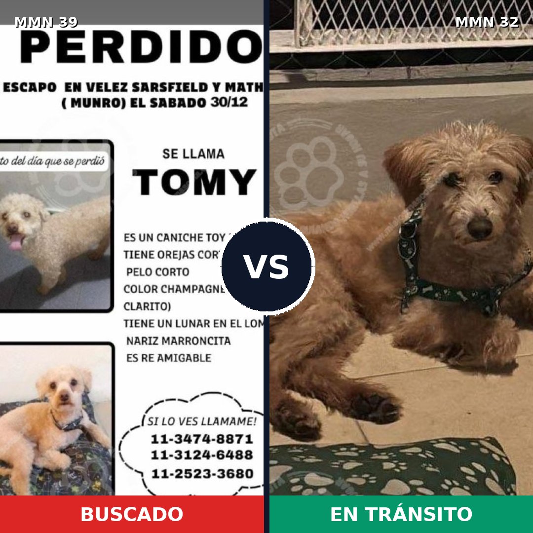 Comparativa MMS 6: mascota perdida y mascota encontrada, 28% de similitud