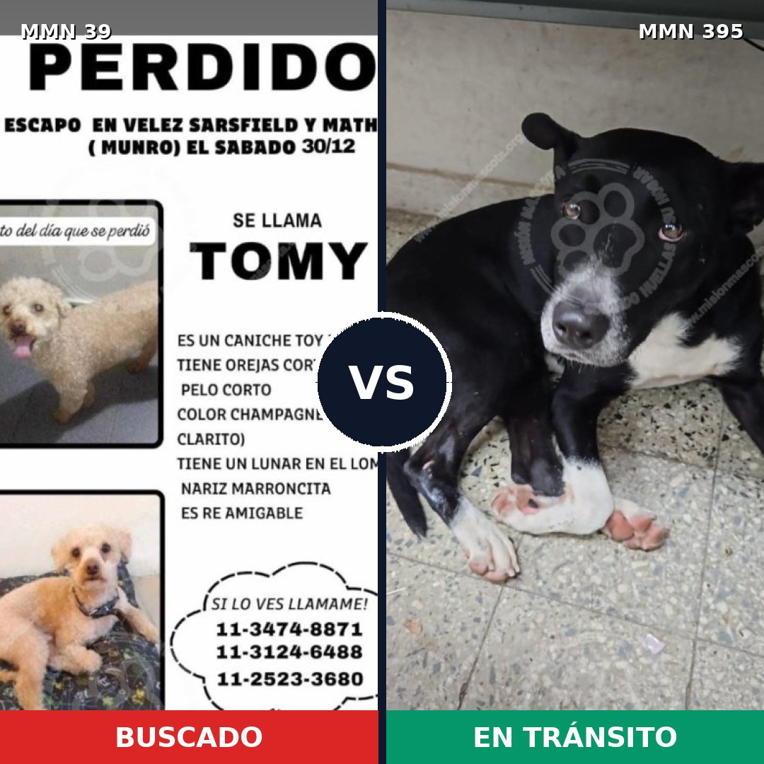 Comparativa MMS 60: mascota perdida y mascota encontrada, 29% de similitud