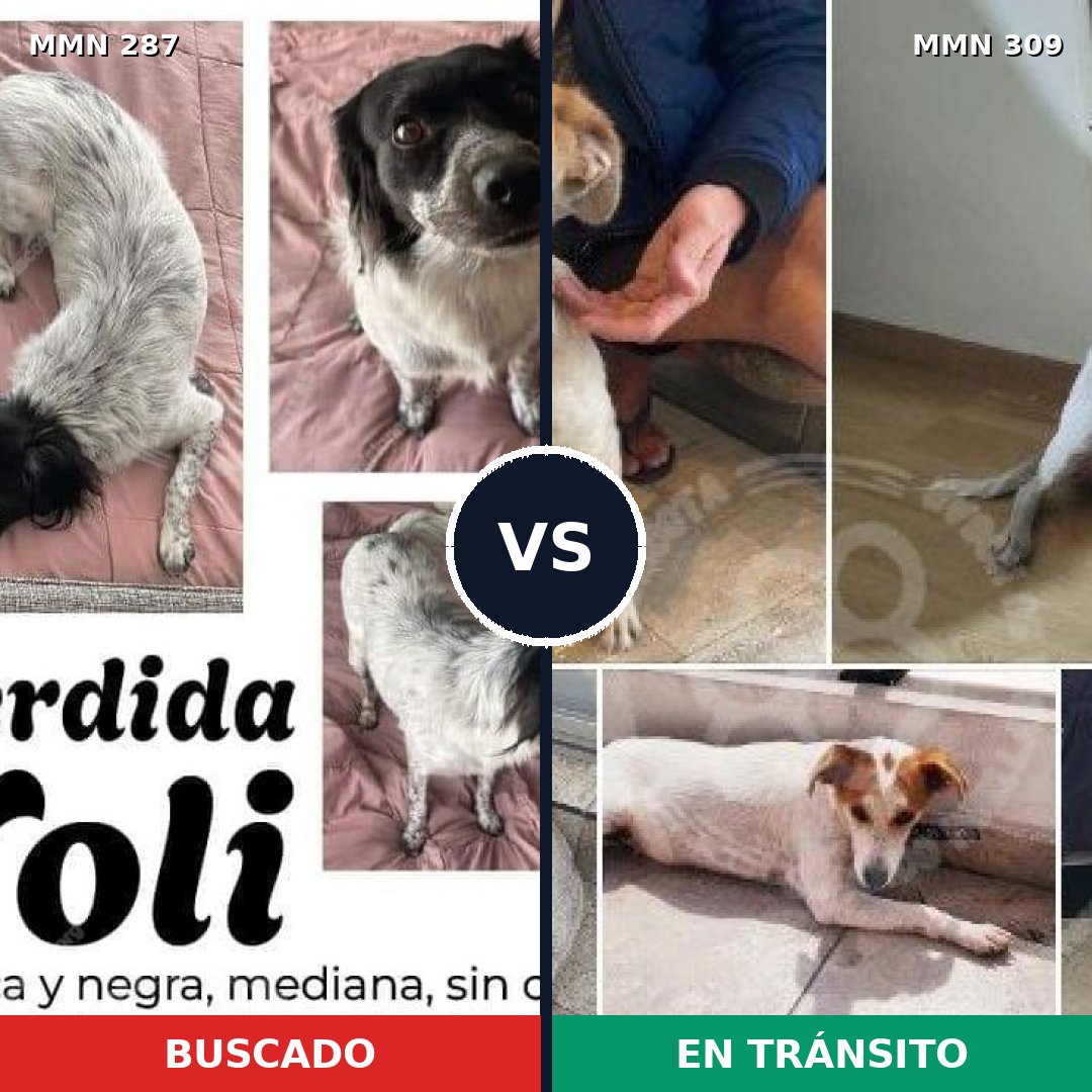 Comparativa MMS 6000: mascota perdida y mascota encontrada, 67% de similitud