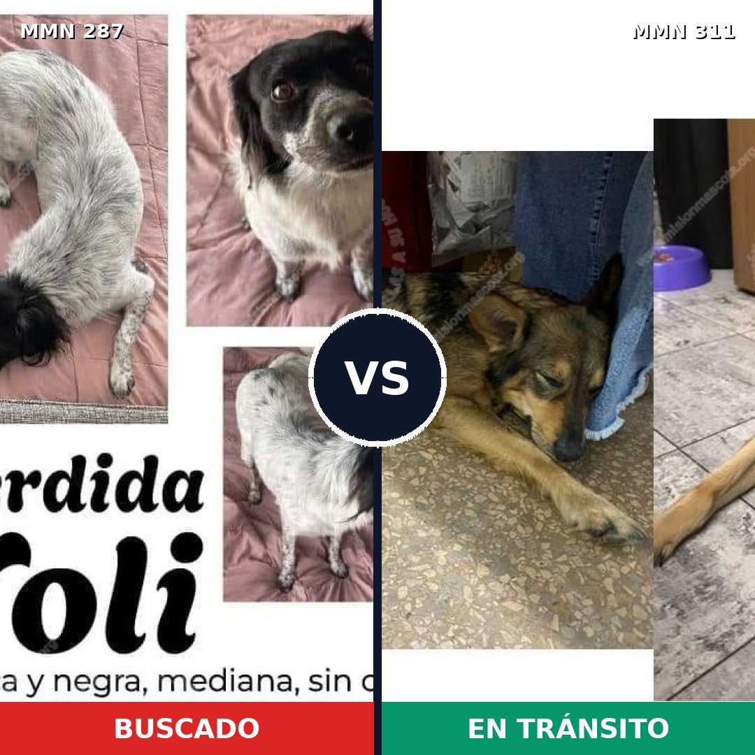 Comparativa MMS 6001: mascota perdida y mascota encontrada, 62% de similitud