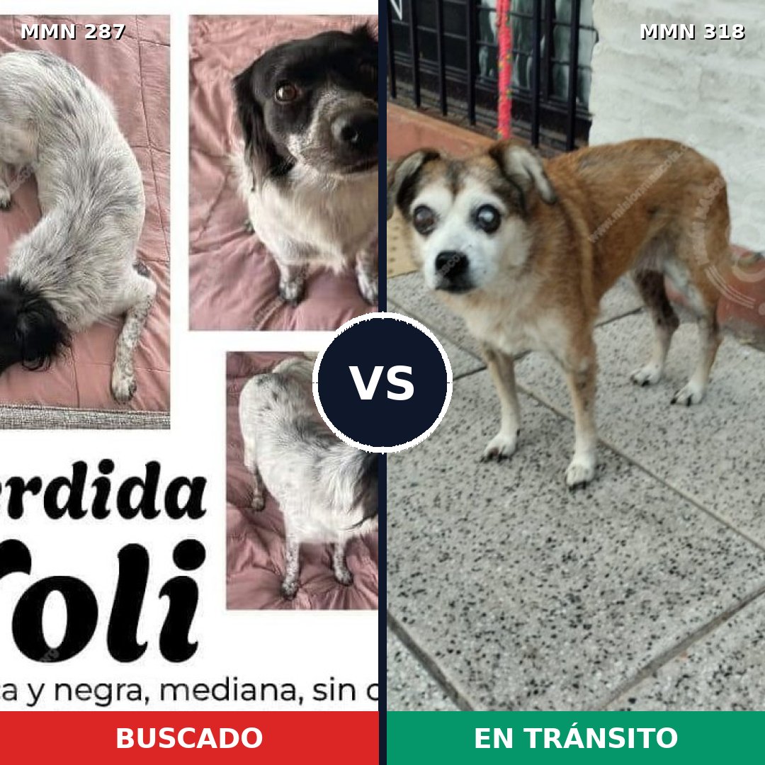 Comparativa MMS 6002: mascota perdida y mascota encontrada, 22% de similitud
