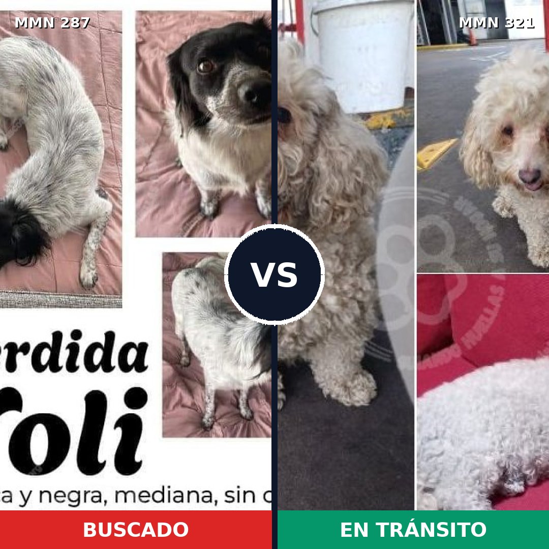 Comparativa MMS 6003: mascota perdida y mascota encontrada, 30% de similitud