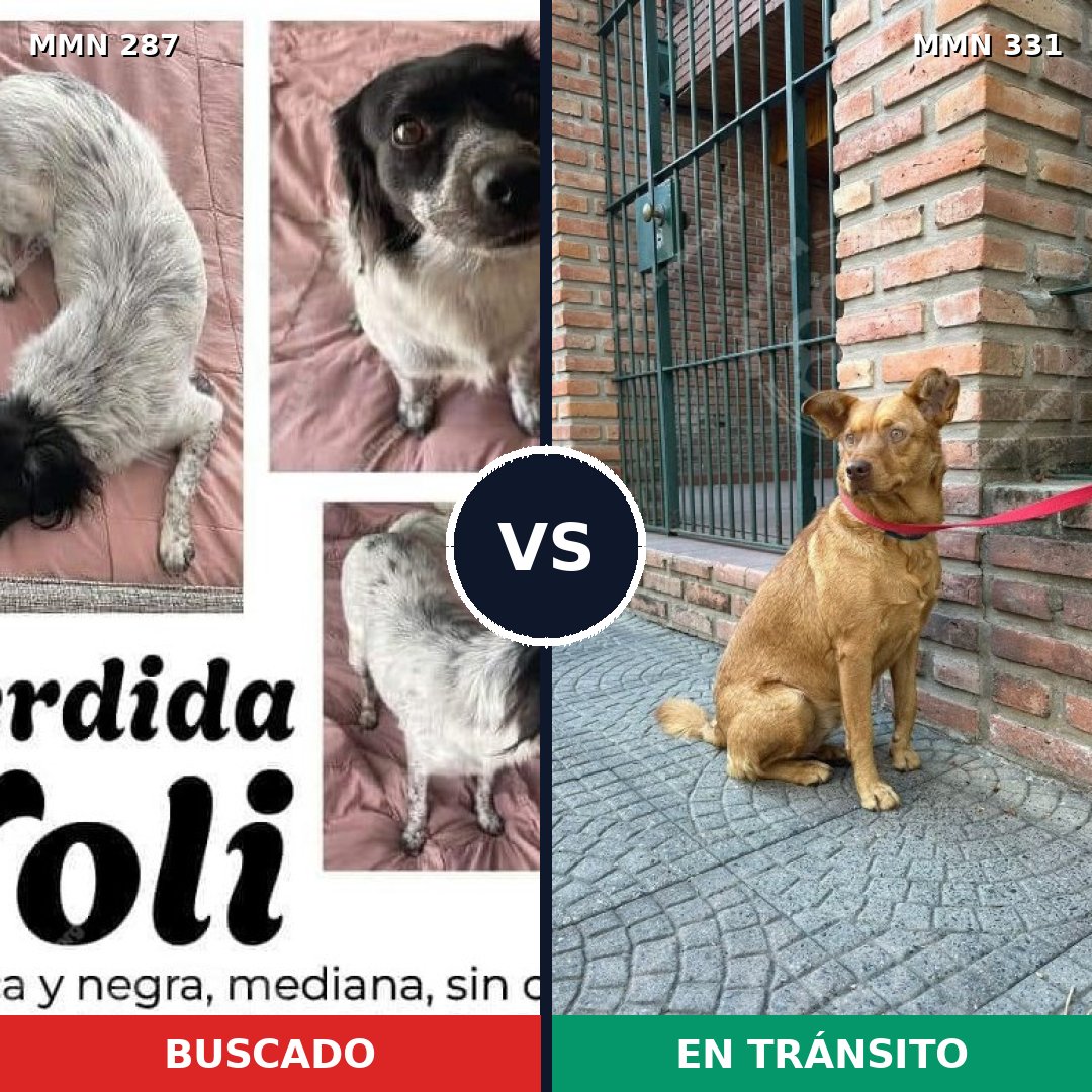 Comparativa MMS 6004: mascota perdida y mascota encontrada, 44% de similitud