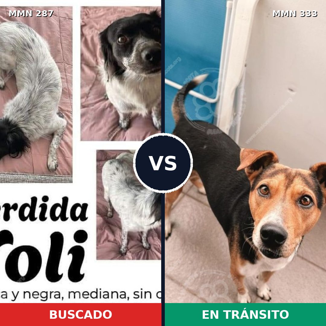 Comparativa MMS 6005: mascota perdida y mascota encontrada, 57% de similitud