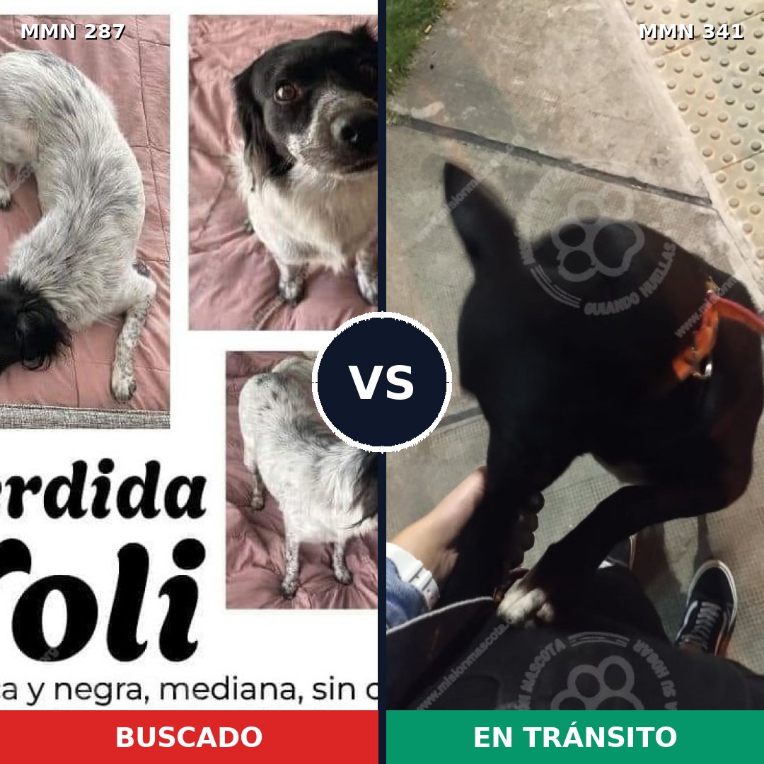 Comparativa MMS 6006: mascota perdida y mascota encontrada, 65% de similitud