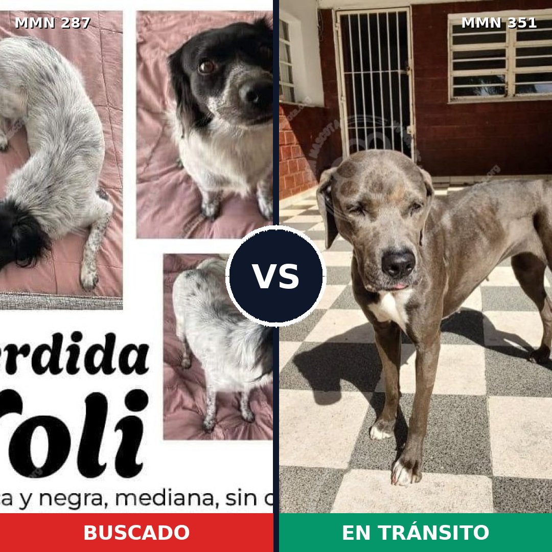 Comparativa MMS 6007: mascota perdida y mascota encontrada, 23% de similitud