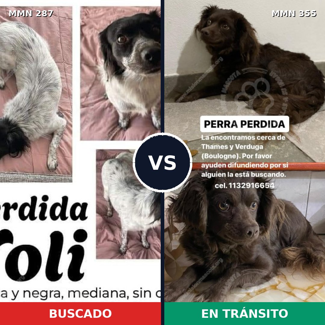 Comparativa MMS 6008: mascota perdida y mascota encontrada, 47% de similitud