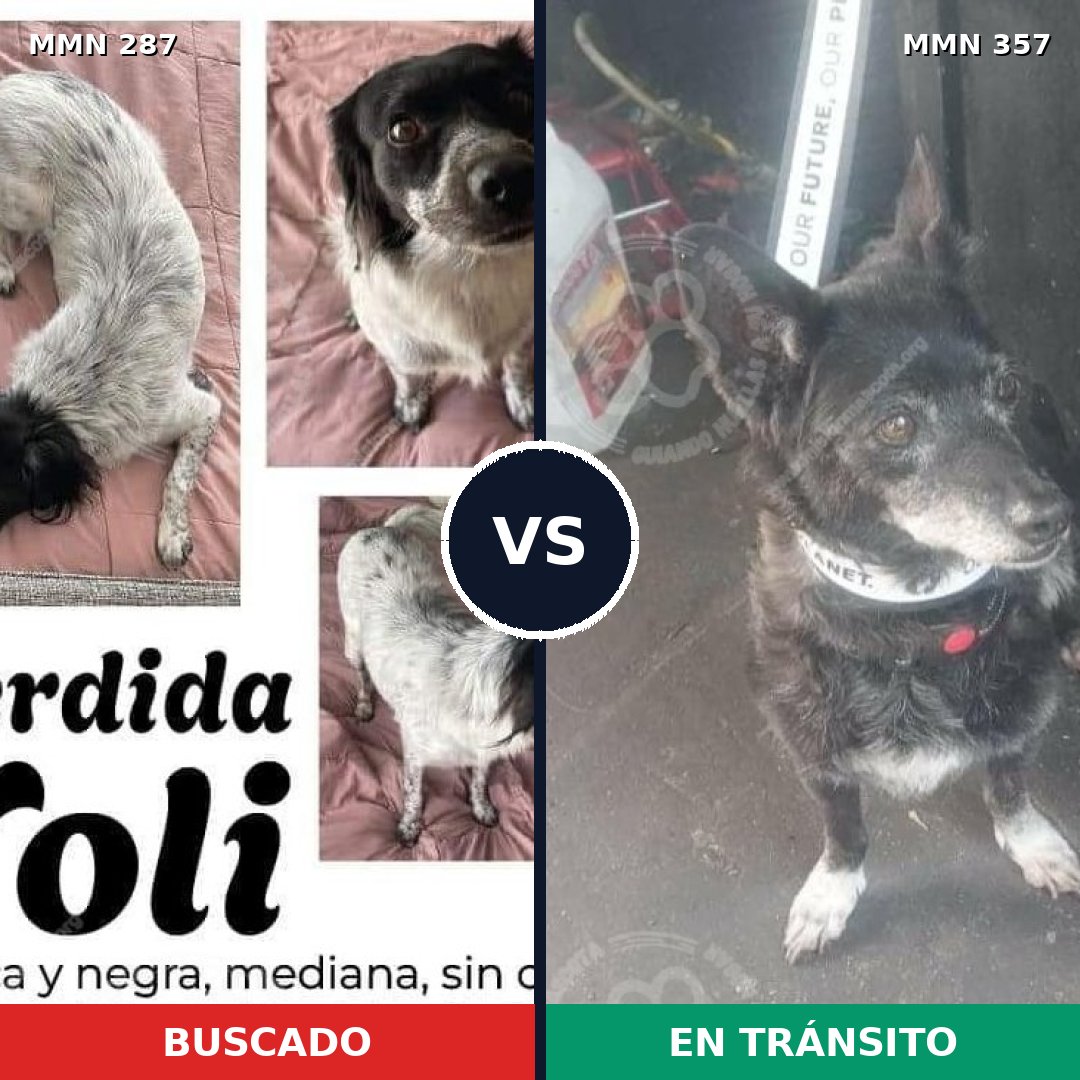 Comparativa MMS 6009: mascota perdida y mascota encontrada, 85% de similitud