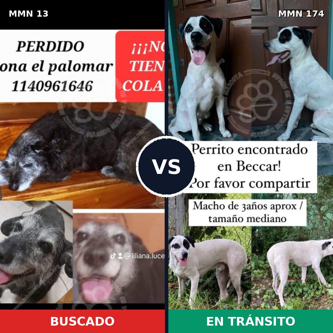 Comparativa MMS 601: mascota perdida y mascota encontrada, 79% de similitud