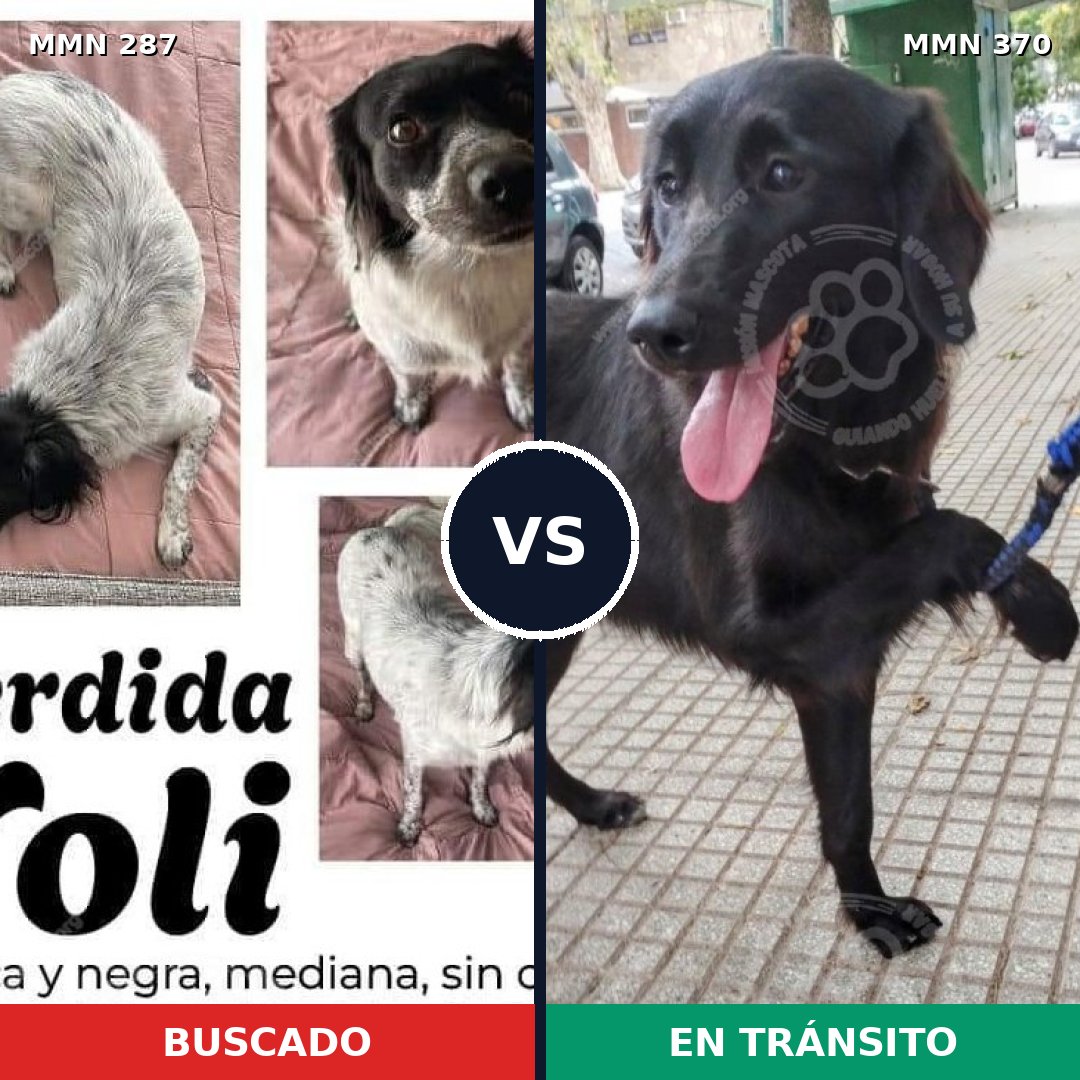 Comparativa MMS 6010: mascota perdida y mascota encontrada, 67% de similitud