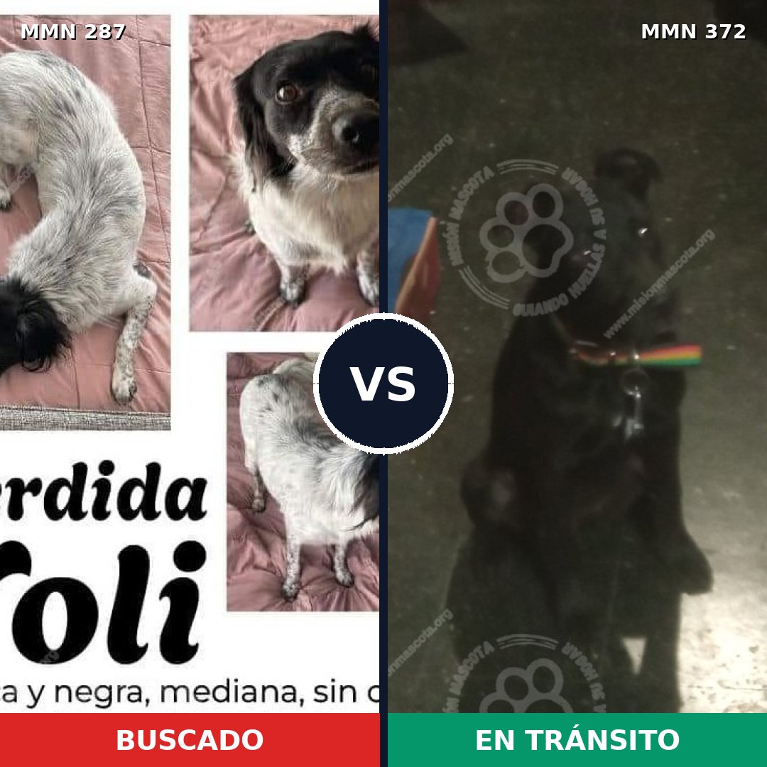 Comparativa MMS 6011: mascota perdida y mascota encontrada, 81% de similitud