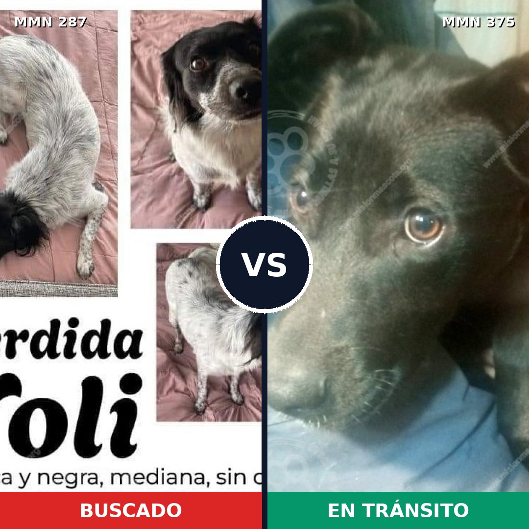 Comparativa MMS 6012: mascota perdida y mascota encontrada, 64% de similitud