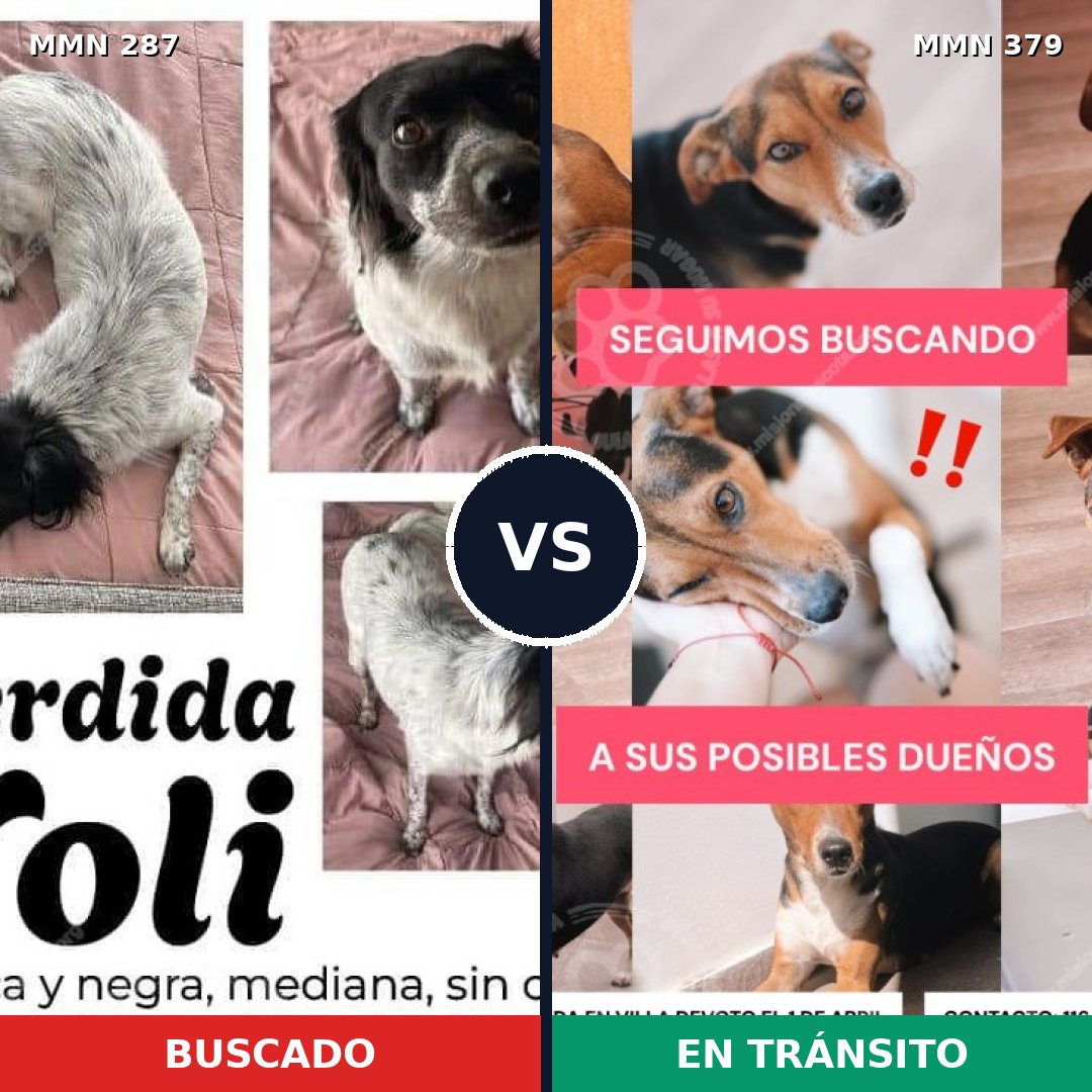 Comparativa MMS 6013: mascota perdida y mascota encontrada, 61% de similitud
