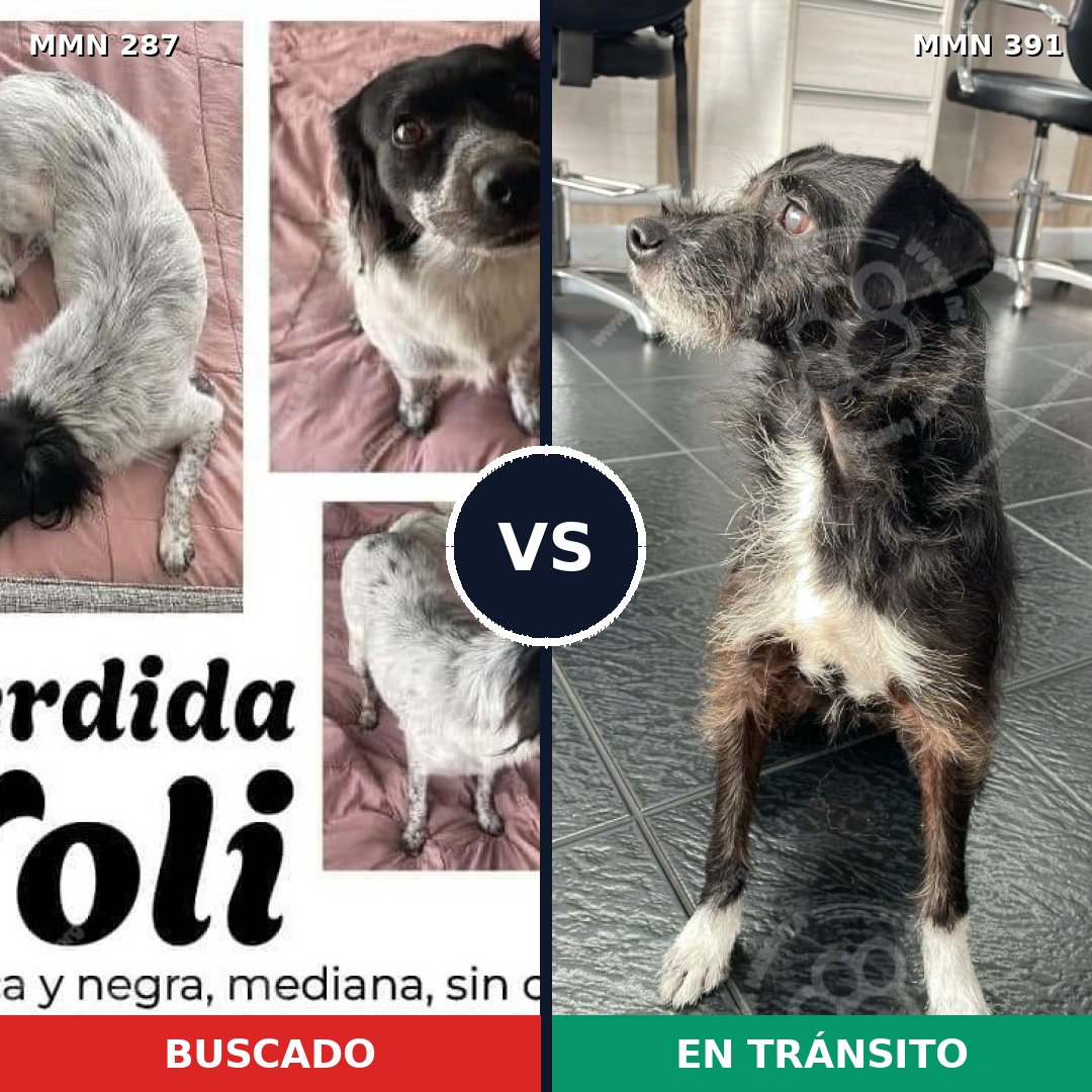 Comparativa MMS 6014: mascota perdida y mascota encontrada, 86% de similitud