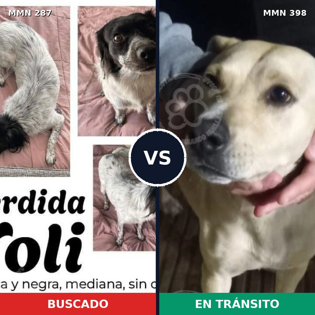 Comparativa MMS 6015: mascota perdida y mascota encontrada, 52% de similitud