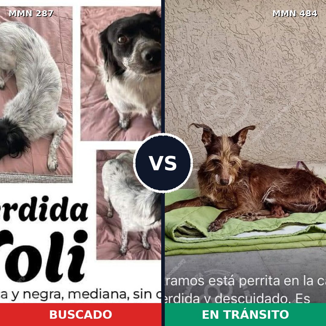 Comparativa MMS 6017: mascota perdida y mascota encontrada, 62% de similitud