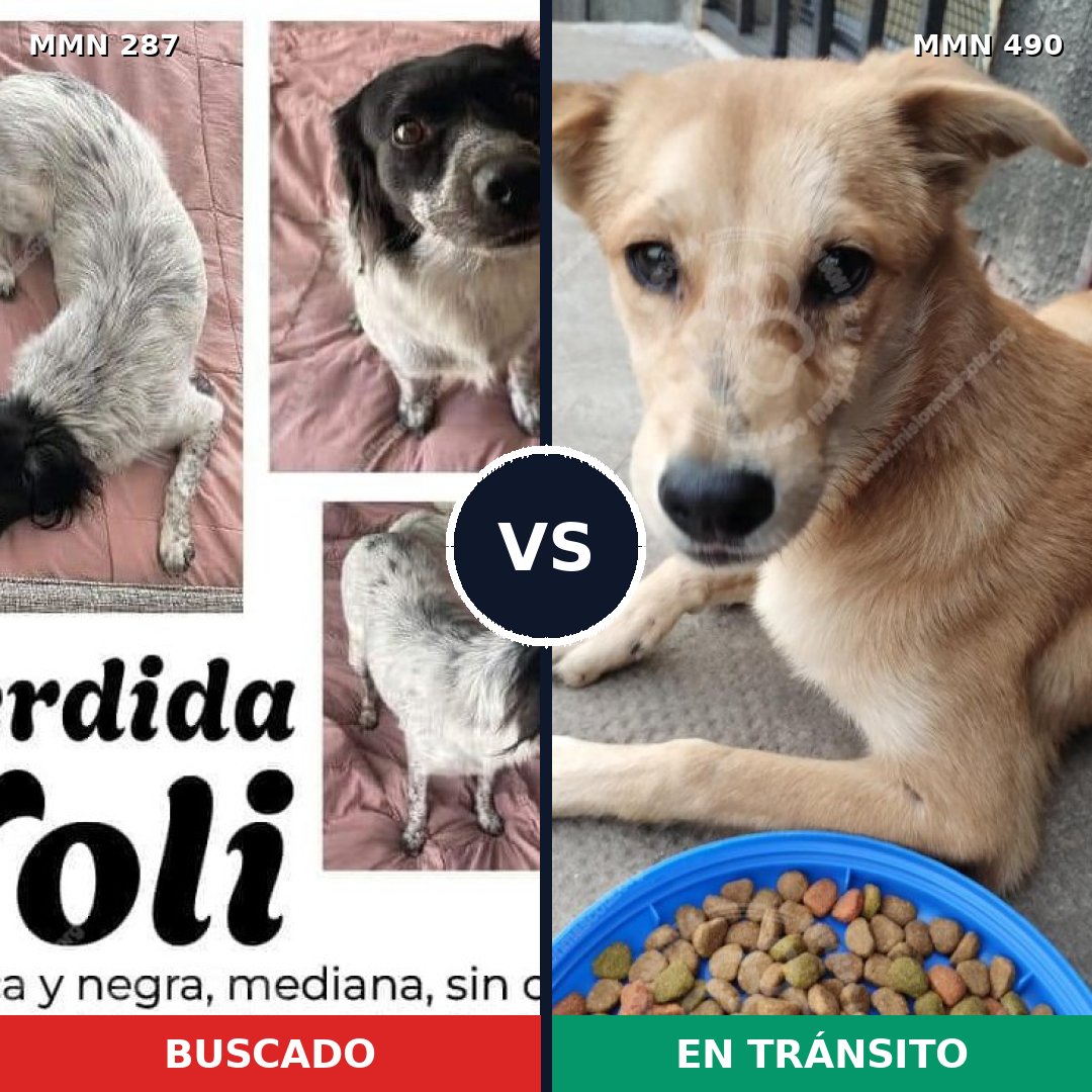 Comparativa MMS 6019: mascota perdida y mascota encontrada, 49% de similitud