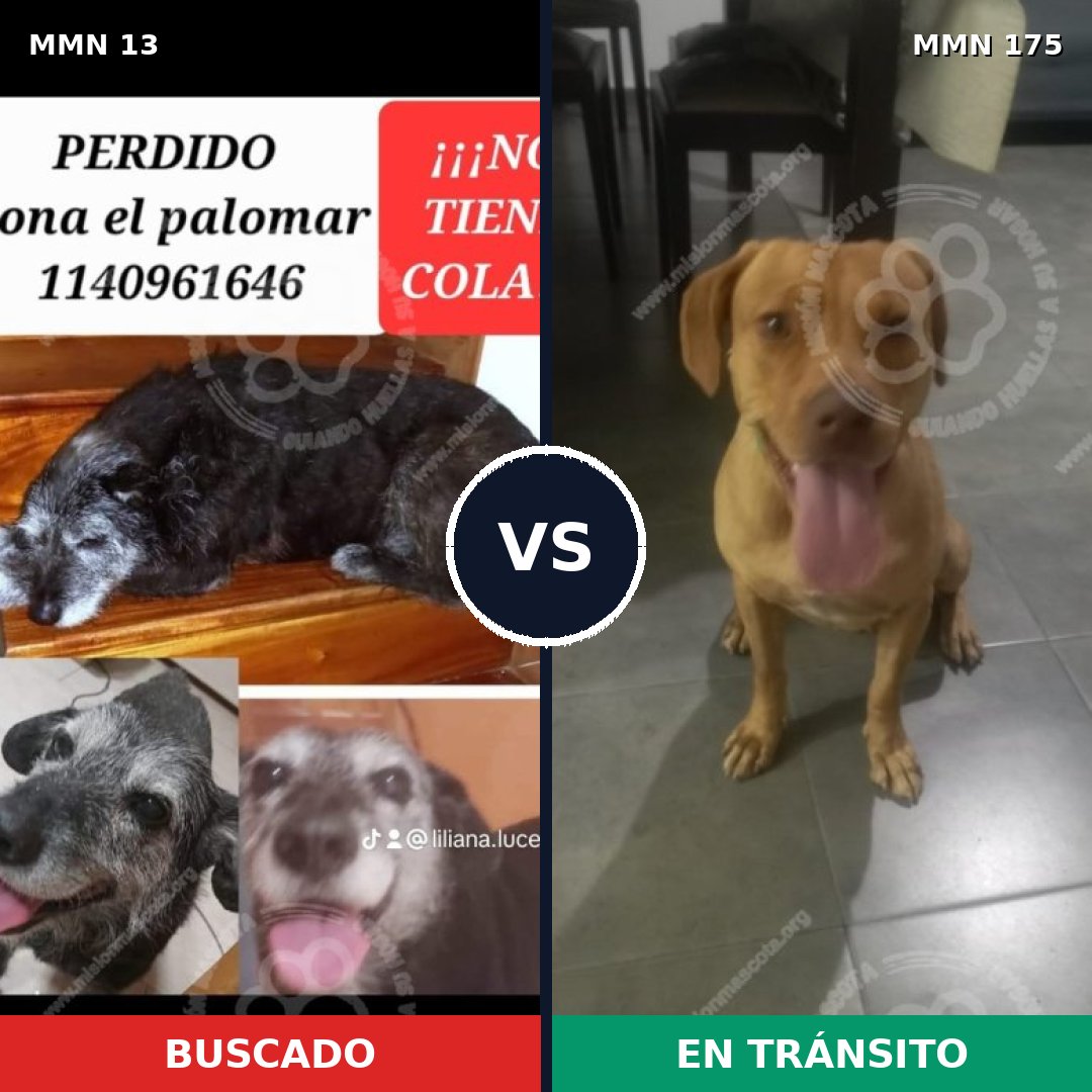 Comparativa MMS 602: mascota perdida y mascota encontrada, 73% de similitud