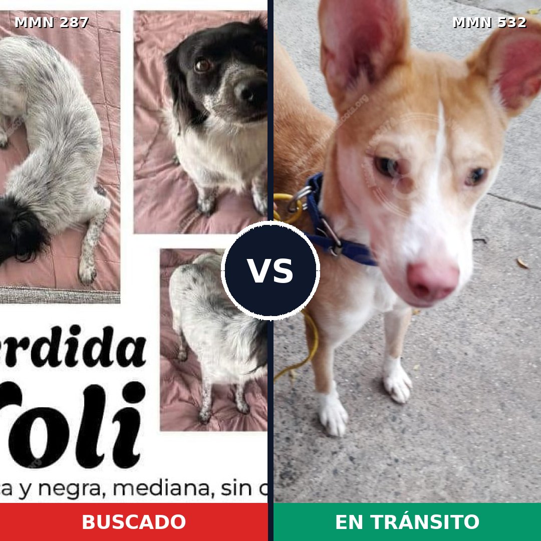 Comparativa MMS 6020: mascota perdida y mascota encontrada, 63% de similitud
