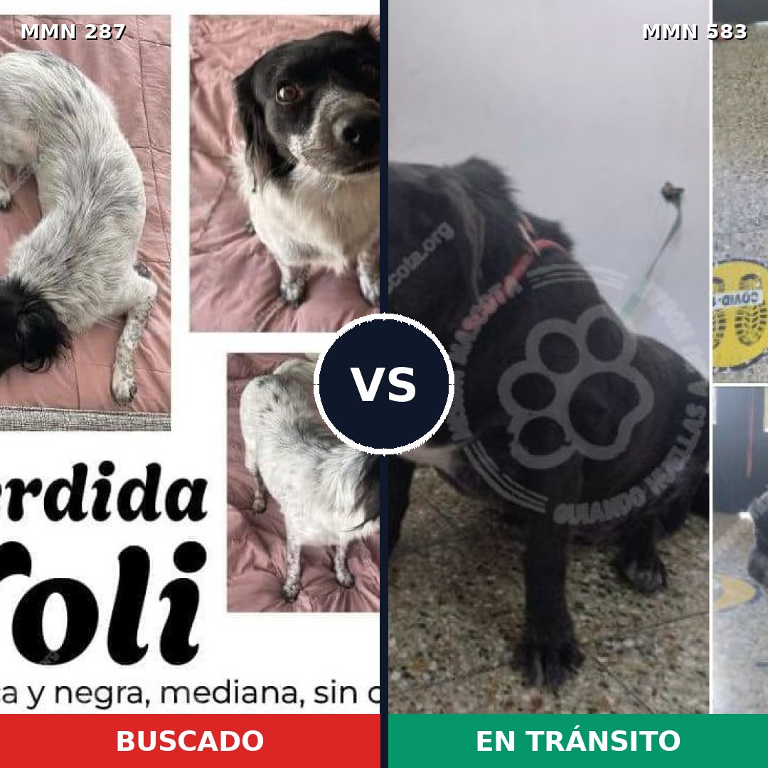 Comparativa MMS 6021: mascota perdida y mascota encontrada, 84% de similitud