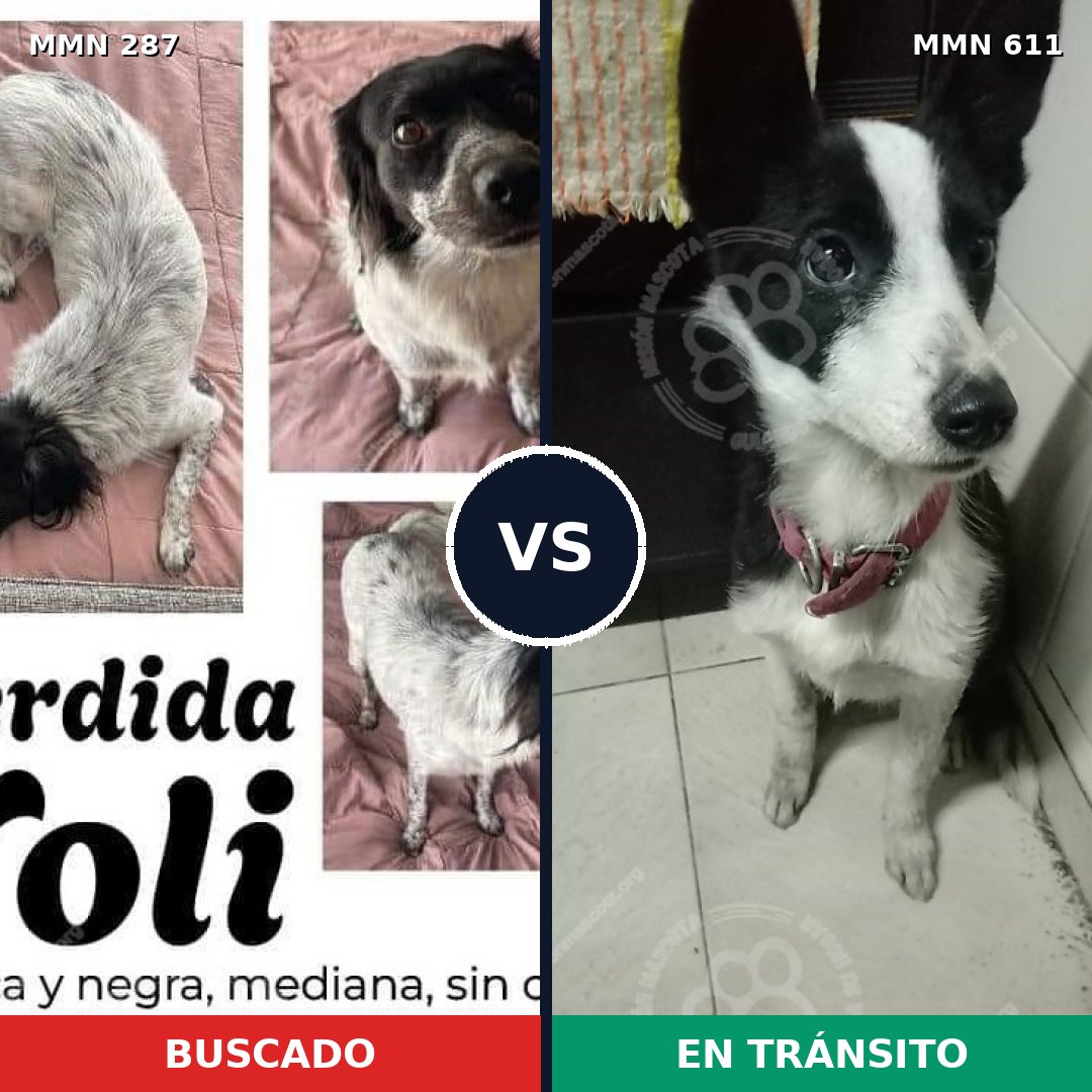 Comparativa MMS 6023: mascota perdida y mascota encontrada, 85% de similitud