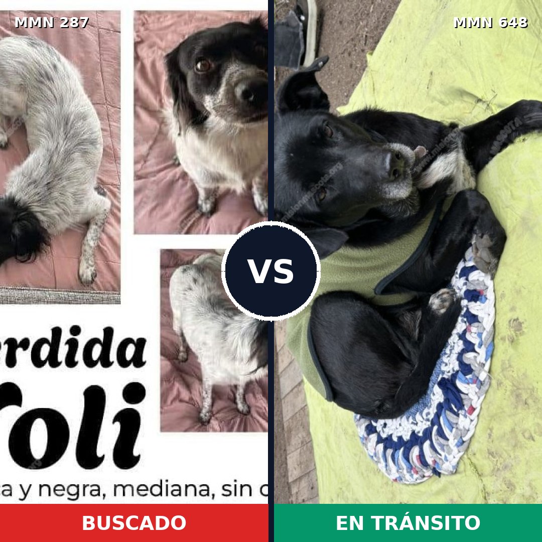 Comparativa MMS 6025: mascota perdida y mascota encontrada, 85% de similitud