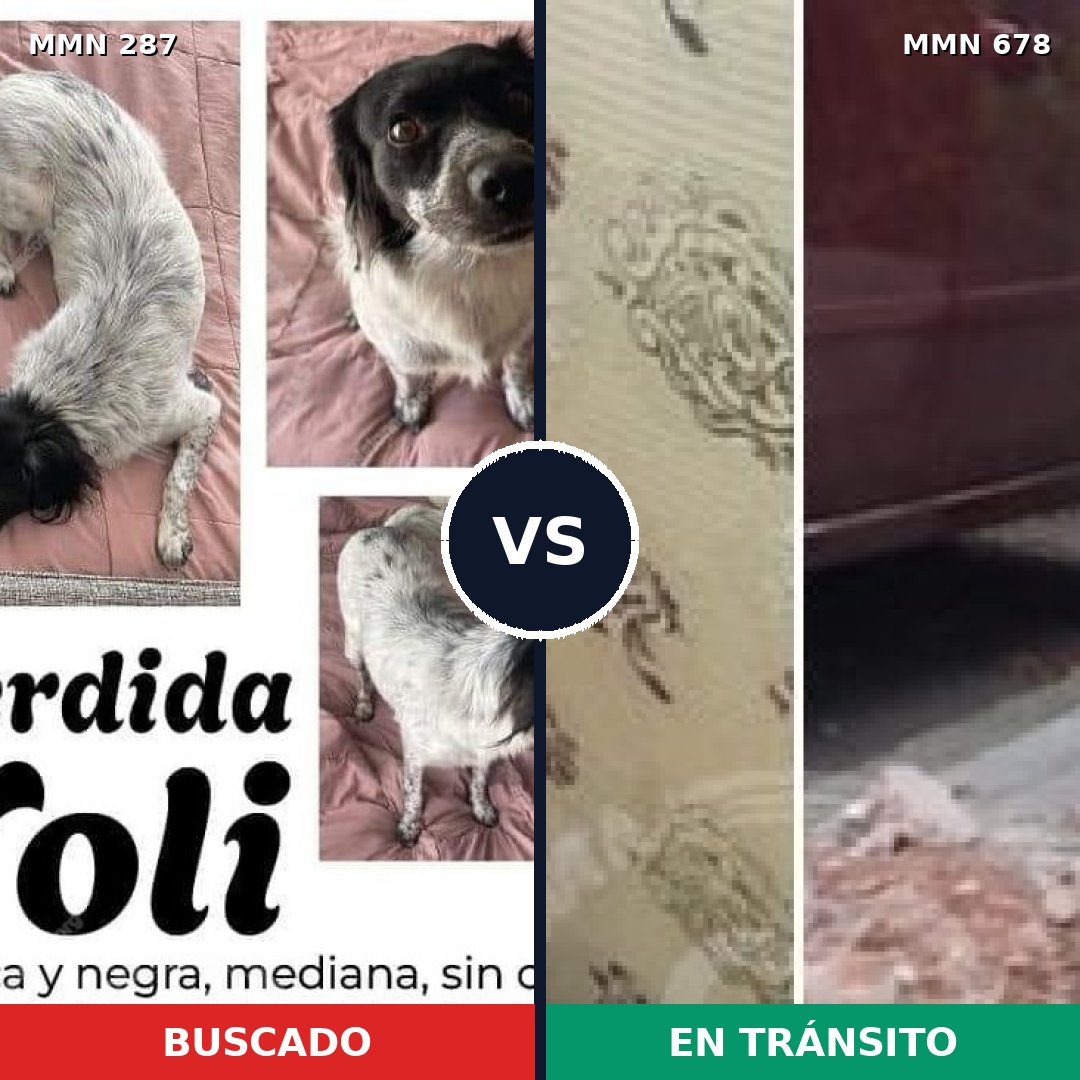 Comparativa MMS 6026: mascota perdida y mascota encontrada, 65% de similitud