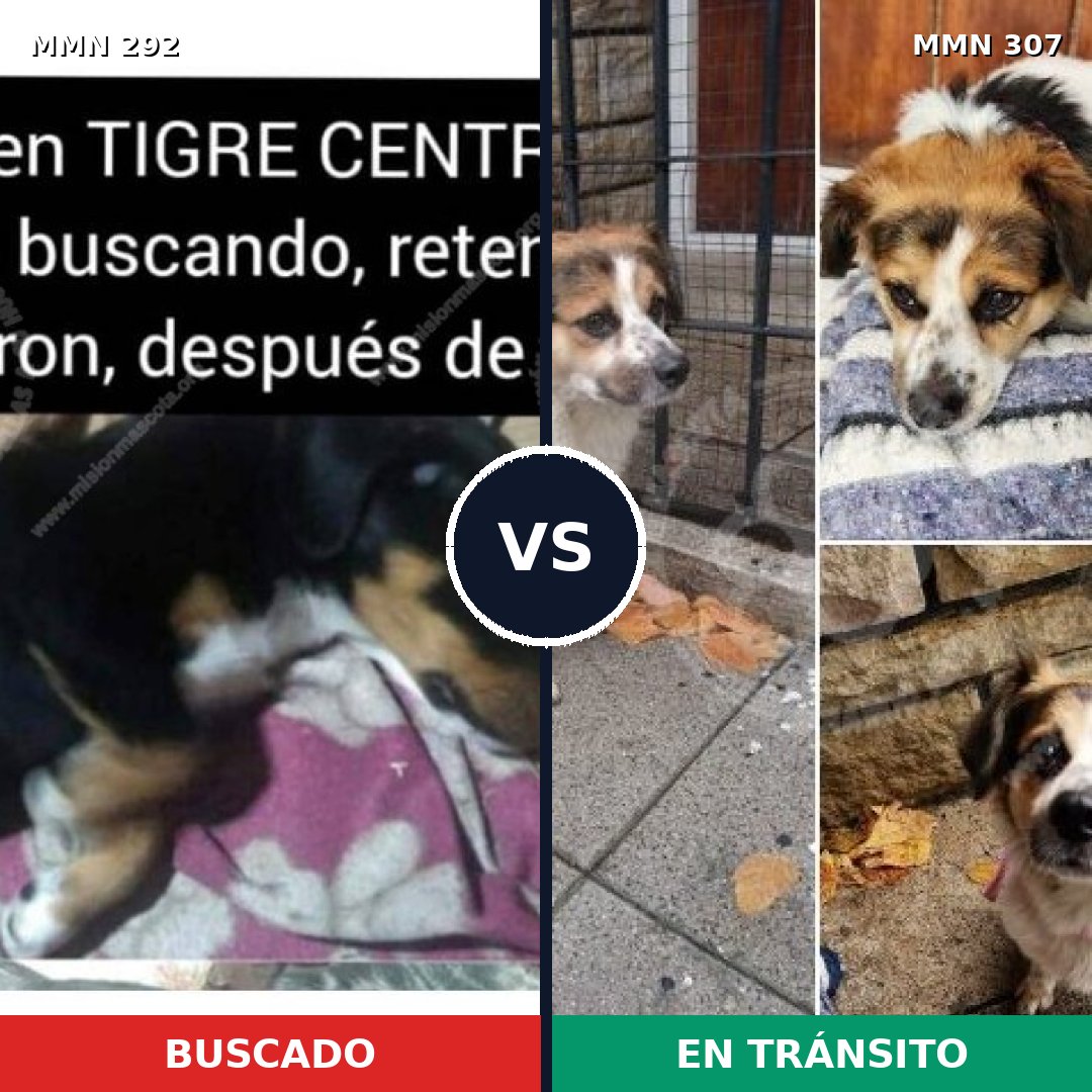 Comparativa MMS 6027: mascota perdida y mascota encontrada, 21% de similitud