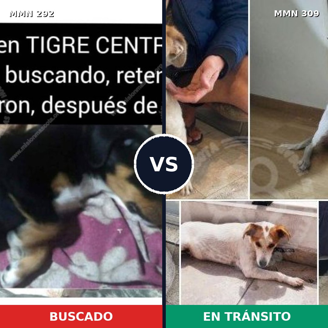 Comparativa MMS 6028: mascota perdida y mascota encontrada, 21% de similitud