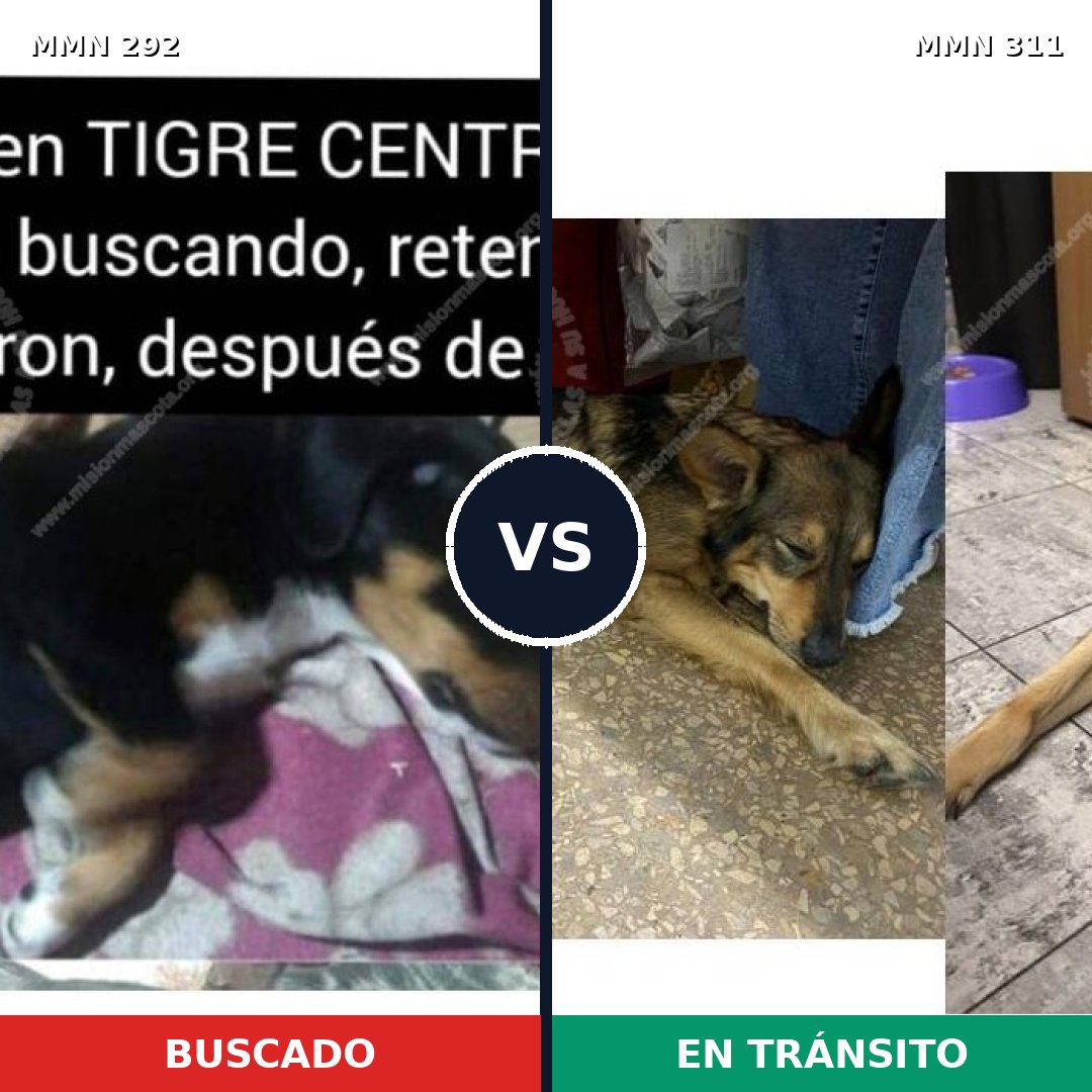 Comparativa MMS 6029: mascota perdida y mascota encontrada, 32% de similitud