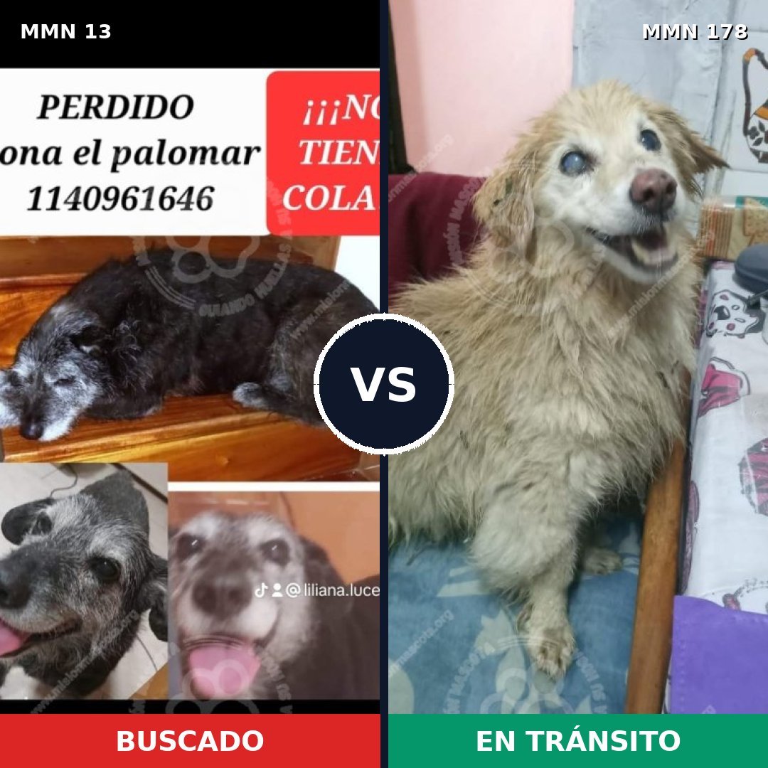 Comparativa MMS 603: mascota perdida y mascota encontrada, 79% de similitud