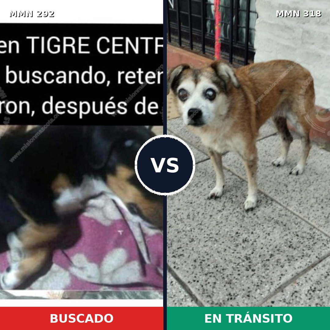 Comparativa MMS 6030: mascota perdida y mascota encontrada, 60% de similitud