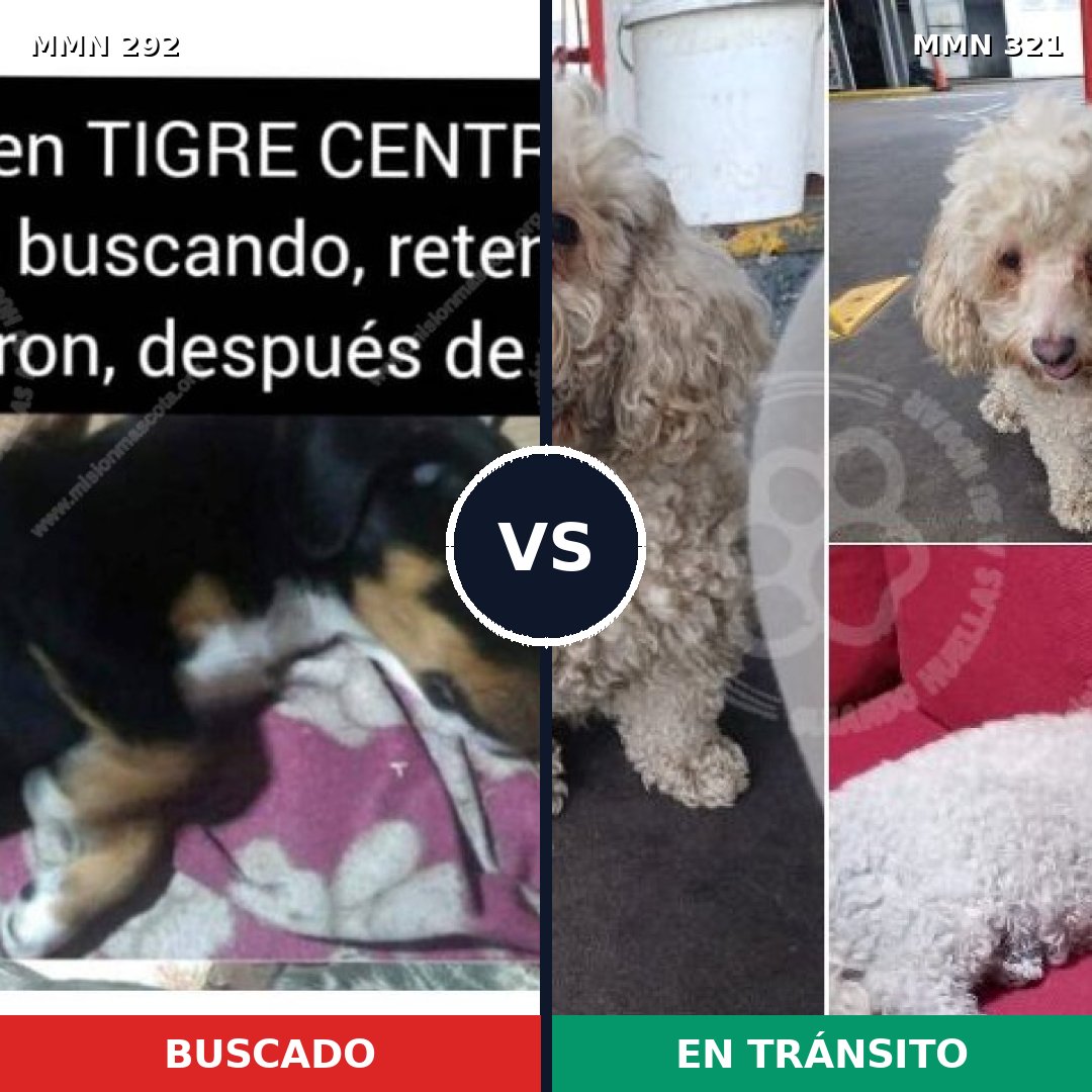 Comparativa MMS 6031: mascota perdida y mascota encontrada, 48% de similitud