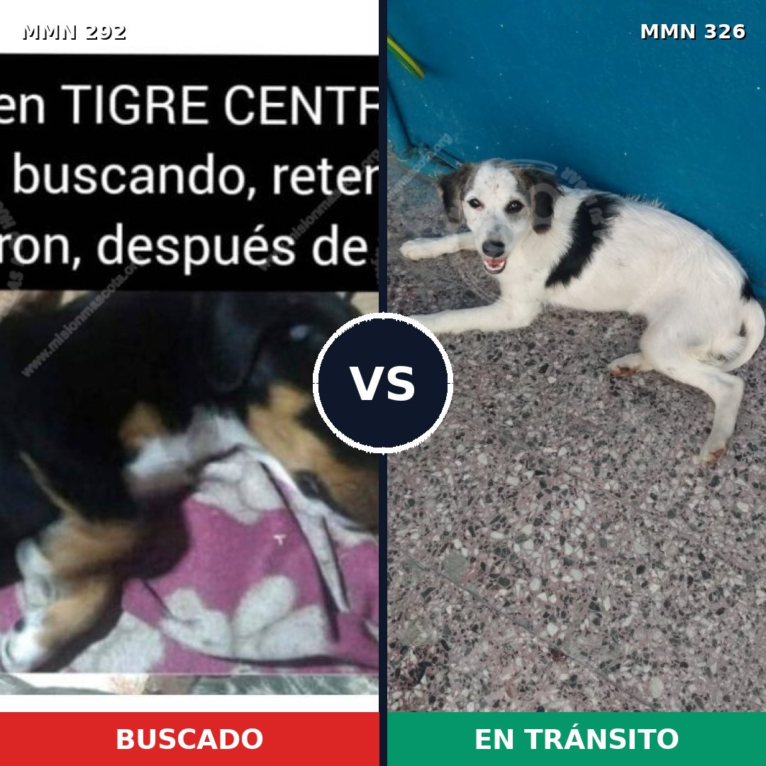 Comparativa MMS 6032: mascota perdida y mascota encontrada, 21% de similitud