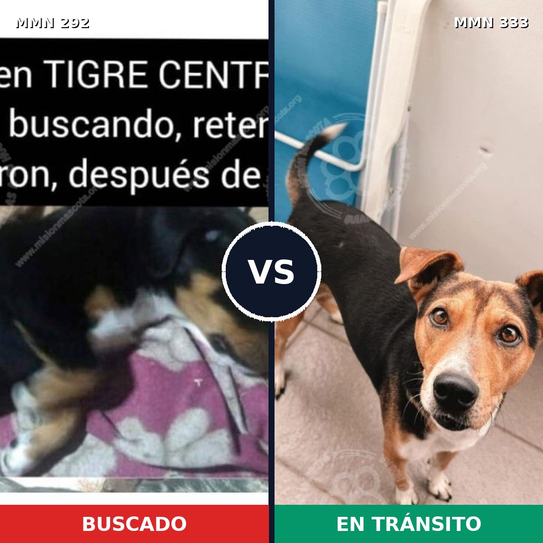 Comparativa MMS 6034: mascota perdida y mascota encontrada, 32% de similitud
