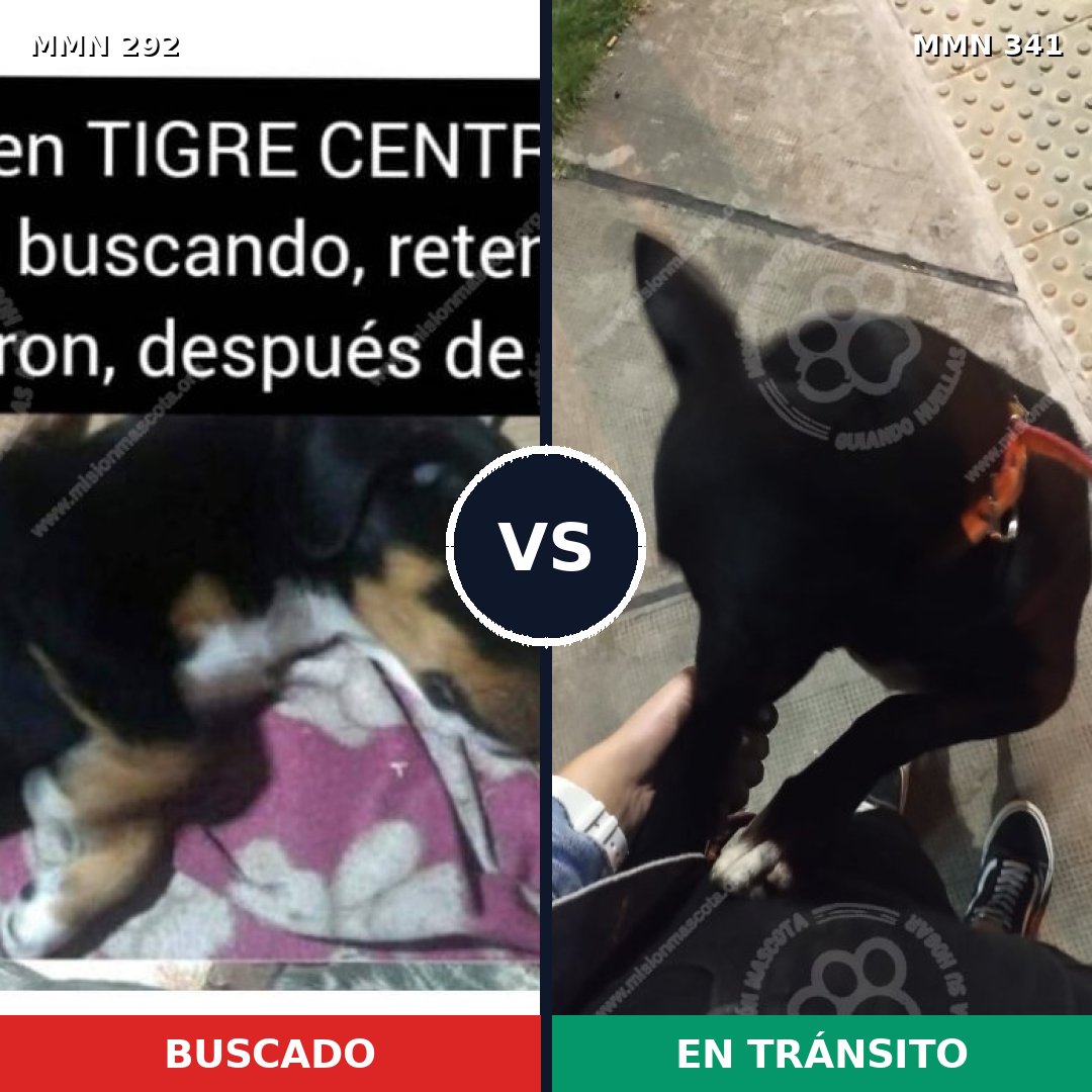Comparativa MMS 6035: mascota perdida y mascota encontrada, 23% de similitud