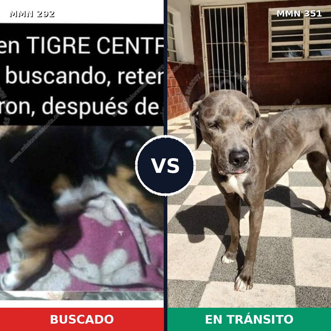 Comparativa MMS 6036: mascota perdida y mascota encontrada, 6% de similitud