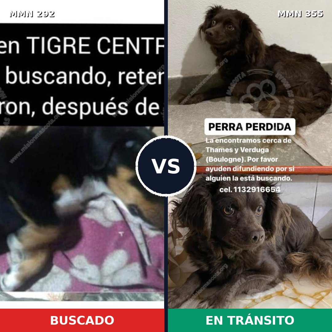 Comparativa MMS 6037: mascota perdida y mascota encontrada, 4% de similitud