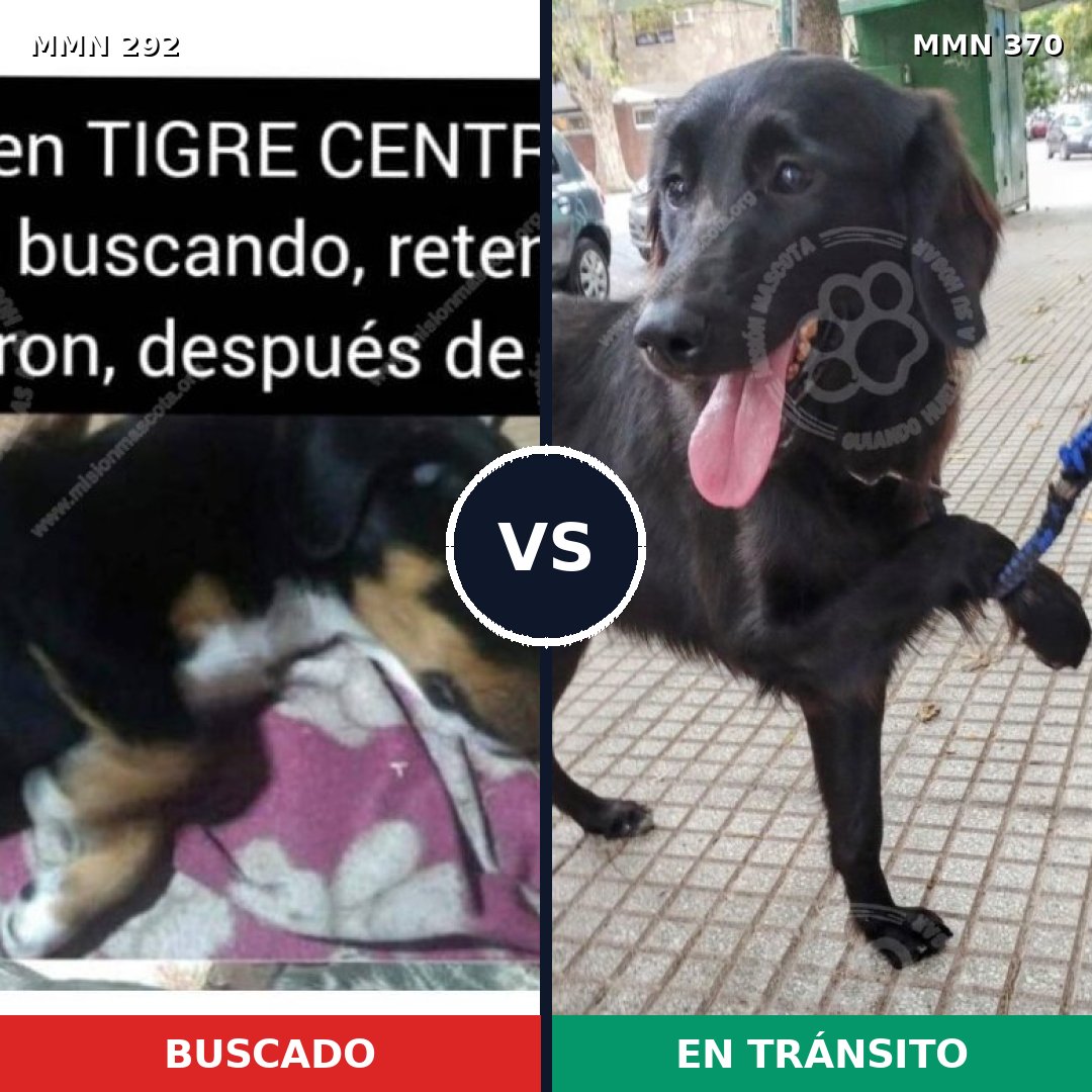 Comparativa MMS 6039: mascota perdida y mascota encontrada, 21% de similitud