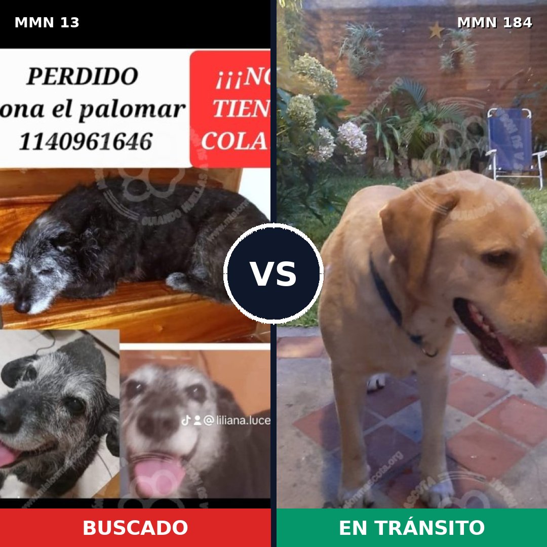 Comparativa MMS 604: mascota perdida y mascota encontrada, 60% de similitud