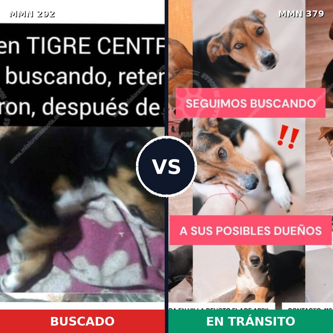 Comparativa MMS 6042: mascota perdida y mascota encontrada, 48% de similitud